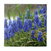 TraubenHyakinth Fliese (Vorderseite)