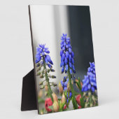 Traubenhyakinth Fotoplatte (Seite)