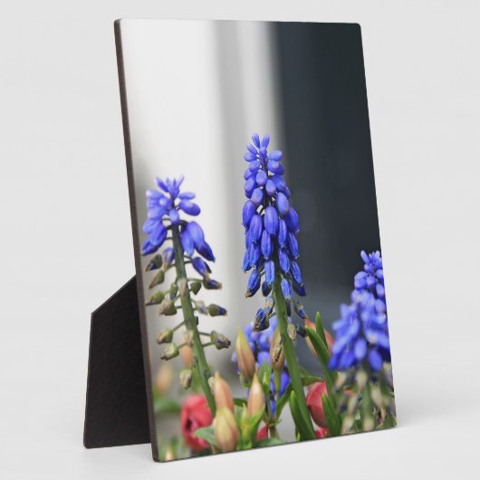 Traubenhyakinth Fotoplatte (Seite)