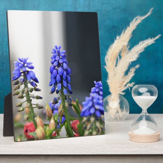 Traubenhyakinth Fotoplatte (Seite)