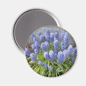 TraubenHyakinth Magnet (Vorderseite/Rückseite)