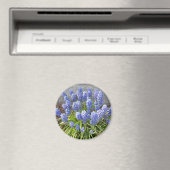 TraubenHyakinth Magnet (In Situ (Geschirrspüler))