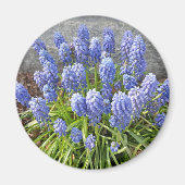 TraubenHyakinth Magnet (Vorne)