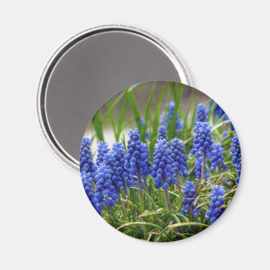 TraubenHyakinth Magnet (Vorderseite/Rückseite)