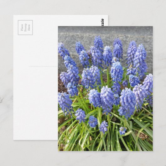 TraubenHyakinth Postkarte (Vorne/Hinten)