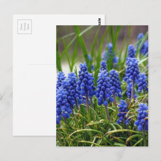 TraubenHyakinth Postkarte (Vorne/Hinten)