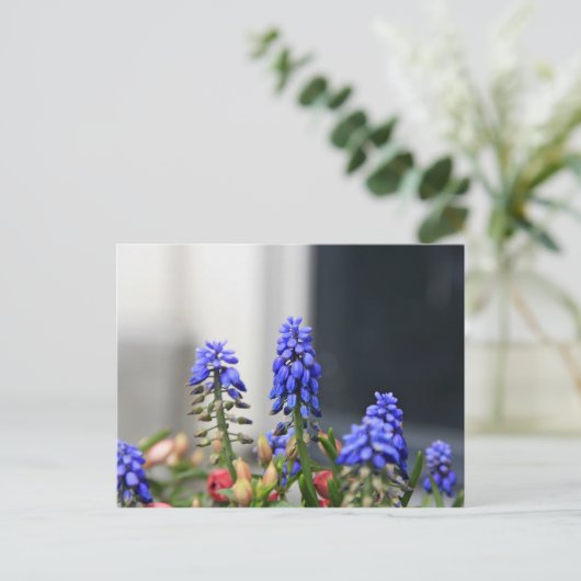 Traubenhyakinth Postkarte (Stehend Vorderseite)