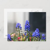 Traubenhyakinth Postkarte (Vorne/Hinten)
