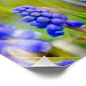 TraubenHyakinthen Fotodruck (Ecke)