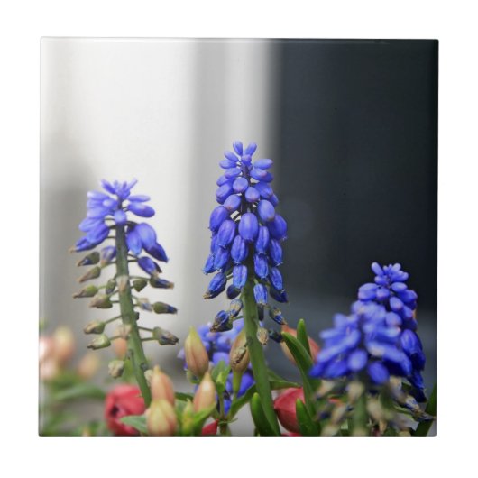 Traubenhyazinthe Fliese (Vorderseite)