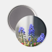 Traubenhyazinthe Magnet (Vorderseite/Rückseite)