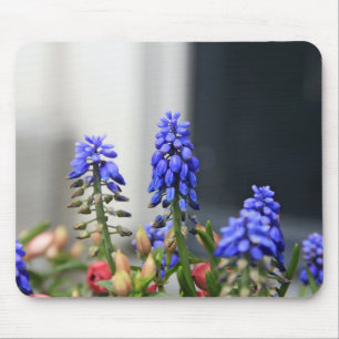 Traubenhyazinthe Mousepad