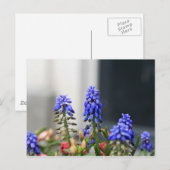 Traubenhyazinthe Postkarte (Vorne/Hinten)