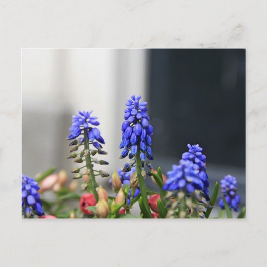 Traubenhyazinthe Postkarte (Vorderseite)