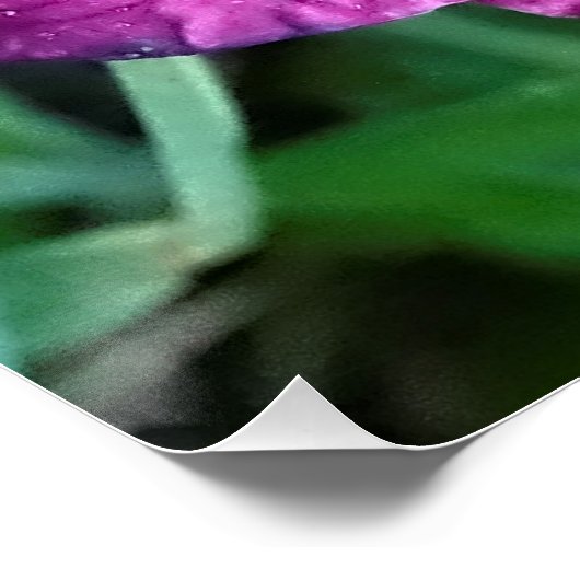 Traubenlilie mit Wassertröpfchen Poster (Ecke)