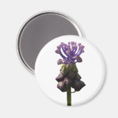 Traubenmagnet Magnet (Vorderseite/Rückseite)