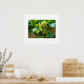 Traubenposter Poster (Küche)