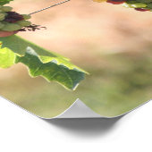 Traubenposter Poster (Ecke)