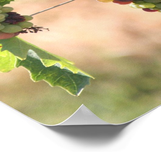 Traubenposter Poster (Ecke)
