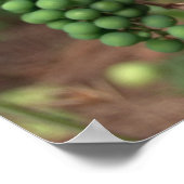 Traubenposter Poster (Ecke)
