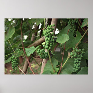 Traubenposter Poster