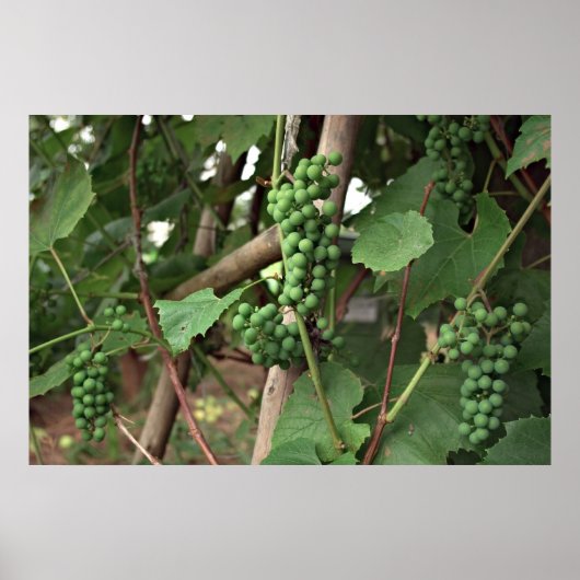 Traubenposter Poster (Vorne)