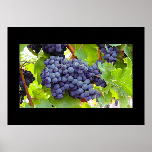Traubenposter Poster (Vorne)