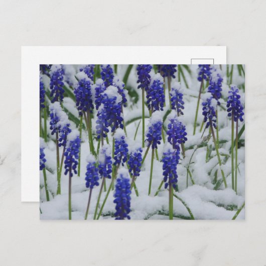 Traubenreste im Schnee Postkarte (Vorne/Hinten)