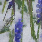 Traubenreste in Schneeballpapier Tapete (Naht)