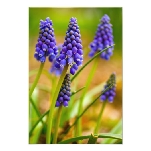 Traubenreste, Ohio Fotodruck (Vorne)