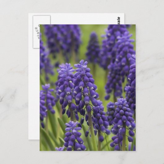 Traubenreste Postkarte (Vorne/Hinten)