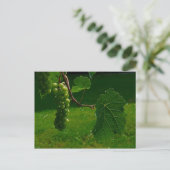 Traubensortiment Postkarte (Stehend Vorderseite)