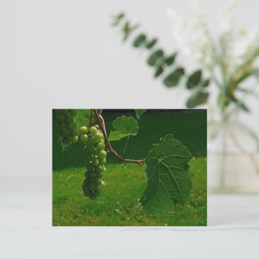 Traubensortiment Postkarte (Stehend Vorderseite)