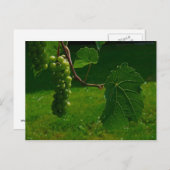 Traubensortiment Postkarte (Vorne/Hinten)