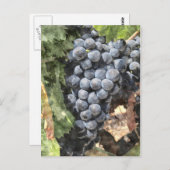 Traubenstrauch Postkarte (Vorne/Hinten)