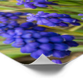 Traubentrester Poster (Ecke)