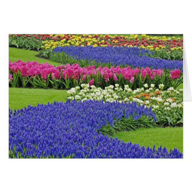 Traubentrester, Tulpen und 3 (Vorderseite (Horizontal))