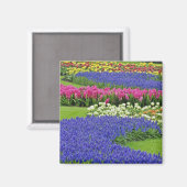 Traubentrester, Tulpen und 3 Magnet (Vorderseite/Rückseite)