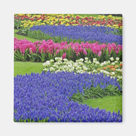 Traubentrester, Tulpen und 3 Magnet (Vorne)