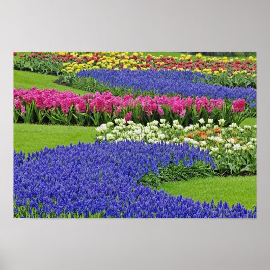 Traubentrester, Tulpen und 3 Poster (Vorne)