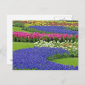 Traubentrester, Tulpen und 3 Postkarte (Vorne/Hinten)