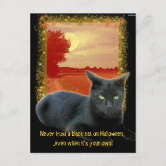 Traue nie einer schwarzen Katze zu Halloween Postkarte