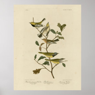 Trauer, andere Marotten, Audubon-Vögel in Amerika Poster