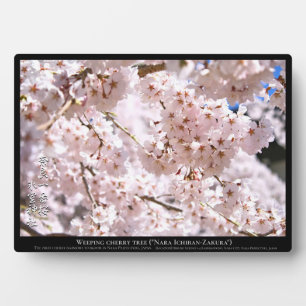 Trauer-Kirsche ("Nara Ichiban-Zakura") Fotoplatte