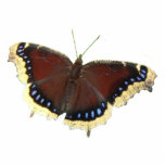 Trauer-Mantelschmetterling ~ Acryl Fotoskulptur Ornament<br><div class="desc">Einer meiner Lieblingsschmetterlinge mit reichen braunen Flügeln,  blauen Punkten und tan Franse.</div>