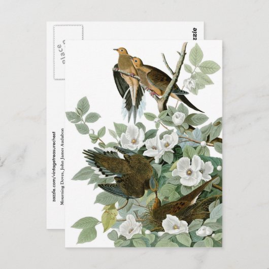 Trauerdove, John James Audubon Fine Postkarte (Vorne/Hinten)