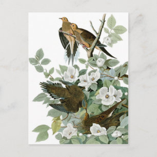 Trauerdove, John James Audubon Fine Postkarte