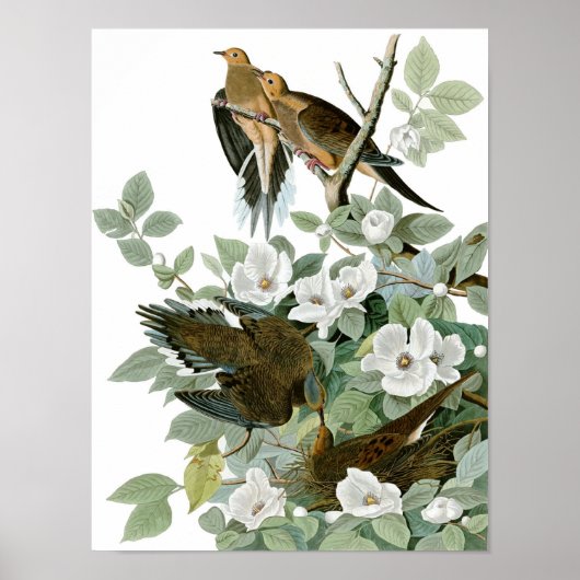 Trauerdove, John James Audubon Poster (Vorne)