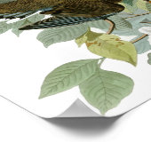 Trauerdove, John James Audubon Poster (Ecke)