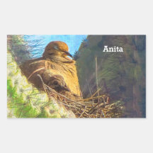 Trauernde Taube mit Baby Saguaro Cactus Nest